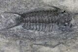 Plate of Four Ceraurus Trilobites - Walcott-Rust Quarry, NY #138810-7